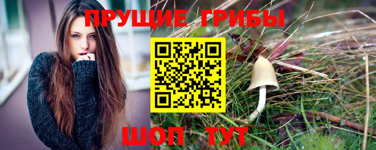 Гурьевск  Псилоцибиновые грибы Psilocybine cubensis  Вход с VPN 